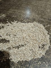 Natural Good Taste White Sesame Price Roasted Wholesale Sesame Seeds - Image 2