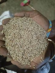 Sesame seeds  – product photo 1, product detail gallery
