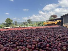 Ethiopian Natural, Washed, Carbonic Coffes – product photo 4, product detail gallery