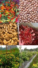 Dried Chilli - Image 1