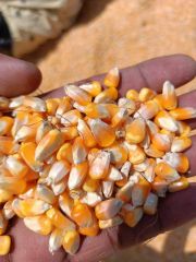 Yellow Maize Packaging 50kg Place of Origin - Image 4