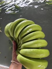 Premium Cavendish Banana – product photo 2, product detail gallery