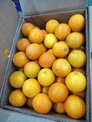 orange – product photo 1, product detail gallery