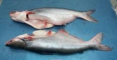 Frozen Fish
