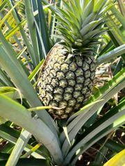 Fresh Pineapple - Image 2