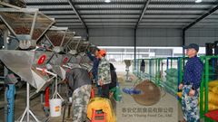 Fresh Sugar chestnut - Image 1