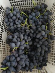 Superior Grade Autumn Royal Seedless Grapes for Sale!! Class 1 quality Black Seedless Grapes from South Africa – product photo 2, product detail gallery