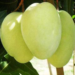 Best price Fresh Mango Fruit Ready To Export Chaunsa / Sindhri Mangoes - Image 3