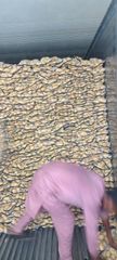 Fresh Potatoes – Product of Pakistan – product photo 3, product detail gallery