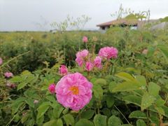 Rose oil Bulgarian Origin Bulgarian Roses Intended Use Aroma Therapy Type Oganic and Conventional Packaging glass or aluminum bottle - Image 2