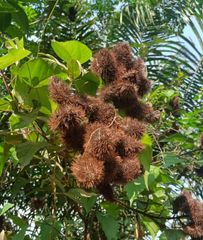 bulk annatto seeds: used in food industry / colorant industry for extract development (bixine /norbixine) - Image 3