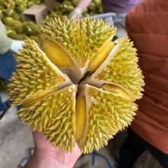 Frozen whole durian - Variety: Monthong – product photo 3, product detail gallery