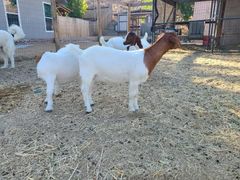 Boer and kalahari goats - Image 3