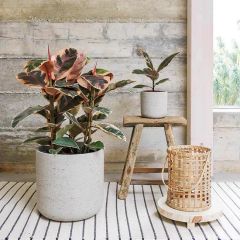 Hot Sale Black Indoor Plants Ruby Ficus MOQ 100 Origin China Scent Odorless Model NO. ficus Type Potted Flowers Deliver Time 15days - Image 4