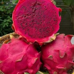 Fresh Dragon Fruit  - Indonesian Fresh Dragon Fruit with Vibrant Color, Refreshing Taste, and Excellent Quality - Image 3