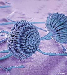 Mycotoxin binders - Image 1