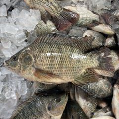 WORLDWIDE SOURCING OF BLACK TILAPIA WHOLE ROUND: HIGH-QUALITY SEAFOOD SOLUTION - Image 5