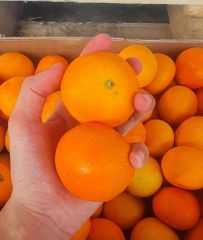 FRESH NOVA MANDARINS FOR SALE!! CLASS 1 EXPORT QUALITY FRESH NOVA MANDARINS FOR EXPORT – product photo 4, product detail gallery