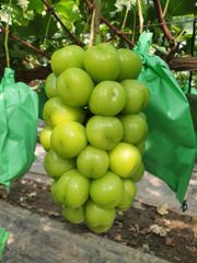 Premium Korean Shine Muscat Grapes – product photo 2, product detail gallery