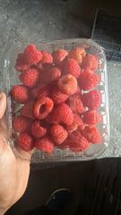 Fresh Moroccan Raspberries – Premium Quality, 125g Punnets – product photo 5, product detail gallery