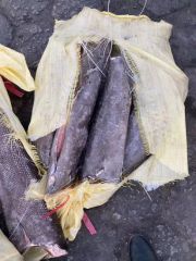 Oilfish Hgt Frozen Oil Fish Style Hgt MOQ 1*40FCL Model NO. fish Processing BQF Feature Nature HS Code 03034300 Trademark - Image 1