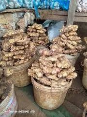 GINGER - Image 2