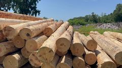 Souther Yellow Pine debarked logs - Image 1