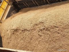 Plaster River Sand Type Medium Color Brown Product River Sand Packaging Type Ton Usage/Application Plastering Country of Origin Made in - Image 1
