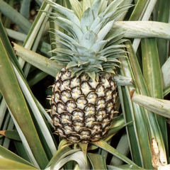 Cheapest Price Fresh Pineapple Export from Vietnam - Newest Crop & Best Quality Fresh Fruit – product photo 2, product detail gallery