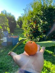 Clementines, oranges, lemons (Italy, Calabria) – product photo 2, product detail gallery