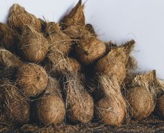 Semi Husked Coconut – product photo 1, product detail gallery