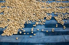 Arabica Coffee from Ethiopia – product photo 2, product detail gallery