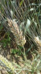 Einkorn Wheat Seed – product photo 1, product detail gallery