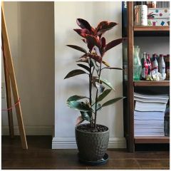 Hot Sale Black Indoor Plants Ruby Ficus MOQ 100 Origin China Scent Odorless Model NO. ficus Type Potted Flowers Deliver Time 15days - Image 2