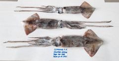 FROZEN SEAFROZEN SQUID – product photo 1, product detail gallery