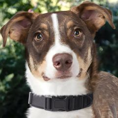 Tactical No Pull Dog Collar Adjustable Nylon Training Width 2.5CM Condition New Trademark OEM Brand Joypaws HS Code 42010030 - Image 6