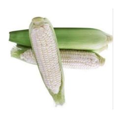 Wholesale Fresh Sweet Corn Yellow Corn on Cob Farm Fresh Export Quality - Image 4