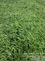Green chilli - Image 5