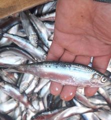 AUSTRAL SARDINES 2X10 KG FROZEN BLOCKS - Image 5