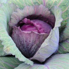 new organic red acre cabbage Content / Style Fresh Variety all Type Cabbage Weight (kg) 0 Ingredients / Address durban Shelf Life 1 - Image 2