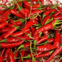 Red Chilly pepper - Image 3