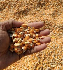 Corn - Image 1