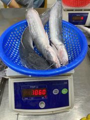 Walking catfish Packaging Unit 1 Kg/bags Glazing Percentage 10-30% Net Weight Percentage 90-70% Minimum Order Quantity 1 * 20 Feet - Image 3