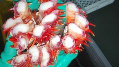 Lithodes Santolla - Chilean King Crab - Image 5
