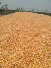 IMPORT Non GMO Yellow Maize Corn/ Yellow Corn & White Corn/Air Dried Yellow Maize Corn for Sale 50kg Packaging - Image 2