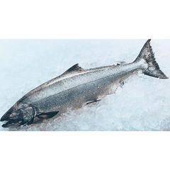Best quality Frozen Salmon Fish. - Image 3