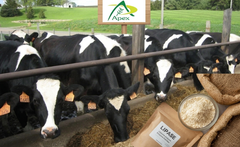 Lipase Enzyme, Industrial Lipase Enzyme, Lipase Enzyme Supplier, Lipase Enzyme Manufacturer, Lipase Enzyme Supplier from India, Lipase Enzyme for Animal Feed, Animal Feed Enzyme, Feed Processing Enzyme, Animal Nutrition Enzyme, Lipase for Animal Feed Industry, Industrial Enzyme Solutions, Bio Processing Enzyme, Enzyme for Industrial Applications, High Performance Lipase Enzyme. - Image 2