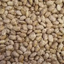 Pinto beans for sell Grade A Flavor Earthy Texture Creamy Origin Germany Brand Name PINTO BEANS Place of Origin Germany Color Uniform Light Brown When Cooked - Image 2
