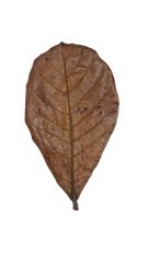 Dried Catappa Leaves Grade A+ Grade A+ Max. Moisture (%) 1% Source Tree Terminalia Catappa Drying Process Naturally sun/air-dried - Image 4