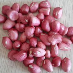 Whole Round Kernel Peanut for  available in bulk for sale - Image 3
